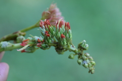 Acrocarpus fraxinifolius